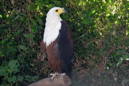 World of Birds Wildlife Sanctuary.